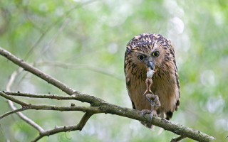 Bird perched branch worm andrew - andrew law free wallpaper