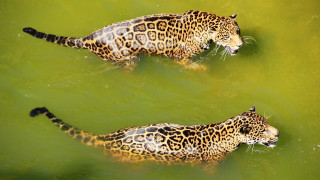 Leopards swimming fish ecological art - large free wallpaper for desktop