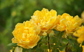 Yellow flower blooming sun leaves - yellow flower free wallpaper