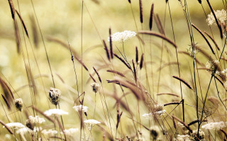 Tall grass white flowers sunset - white flower free wallpaper