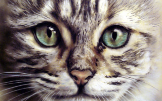 Cat green eyes white face 2 - detailed oil painting free wallpaper