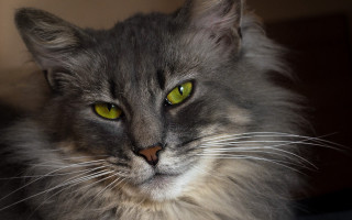 Black cat green eyes serious 5 - a serious look free wallpaper