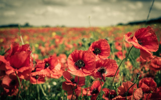 Red flower field autumn bokeh - colin gill free wallpaper