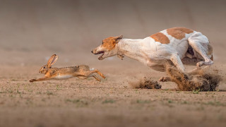 Dog chasing rabbit surrealist wild - wild free wallpaper