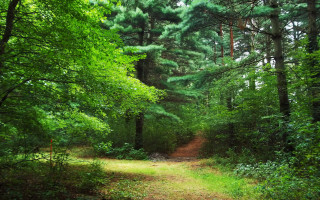Dirt path forest trail nature - both side of it free wallpaper