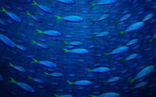 Blue fish ocean droplets green - damien hirst free wallpaper