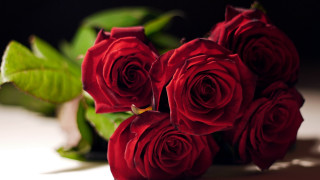 Red roses green plant white - red rose free wallpaper