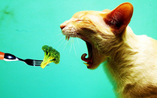 Cat eating broccoli fork conceptual - its mouth free wallpaper