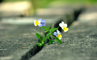 Small group flowers crack grass - amazing free wallpaper