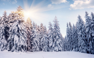Snowy landscape trees sun blue - a snowy landscape free wallpaper