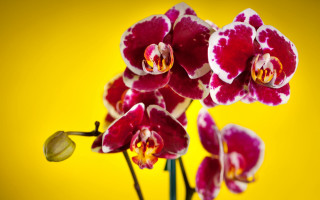 Flower macro yellow background fade - studio photography free wallpaper