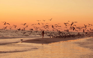 Birds beach sunset silhouette sky - sunset free wallpaper
