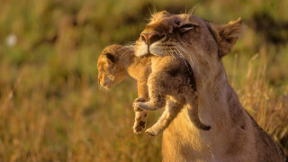 Lion cub mother tall grass - wildlife photography free wallpaper for desktop