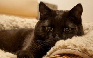 Black cat blanket bed basket - a wall in the background free wallpaper