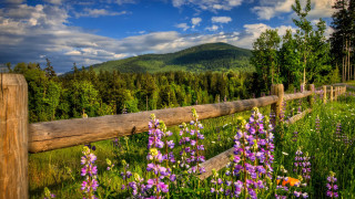 Wooden fence wildflowers mountains sky - art free wallpaper