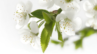 Tree branch white flowers green 4 - a few green leaf free wallpaper