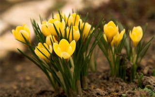 Yellow flowers dandelion sunflower leaf - green stem free wallpaper