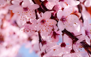 Pink flowers branch blue sky 4 - a blue sky in the background free wallpaper for desktop