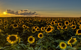 Sunflower field sunset clouds autumn - large free wallpaper for desktop