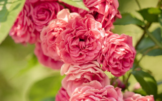 Pink roses green leaves macro - rose free wallpaper