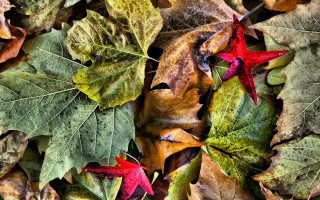 Leaves autumn art photography frost - the ground together free wallpaper