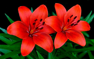 Red flower green leaves black - two red flower free wallpaper