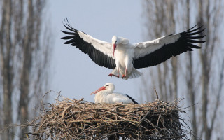 Birds nest flying wings blurry - two bird free wallpaper