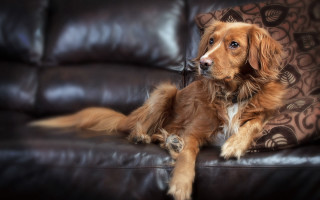 Dog couch blurry background photorealistic - blanket free wallpaper