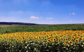 Sunflower field blue sky green - a field of sunflowers free wallpaper