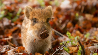 Small animal leaves stick autumn - naturalism free wallpaper