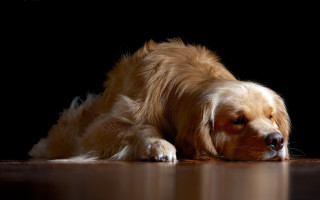 Dog laying on floor shiba - diffuse free wallpaper