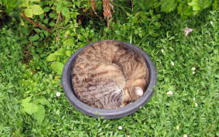Cat bowl grass sleeping nature - golden free wallpaper