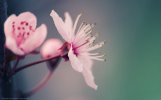 Flower macro blurry background depth - claire dalby free wallpaper