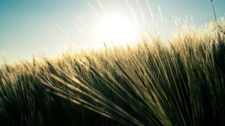 Field sunshine clouds grass nature - the sun free wallpaper
