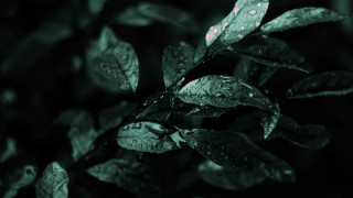 Leaf water droplets green black - a close up of a leaf free wallpaper