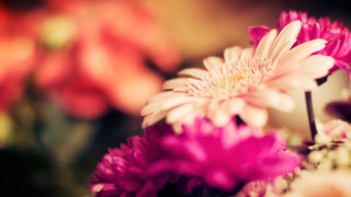 Closeup flowers vase blurry bokeh - a blurry background of flowers free wallpaper