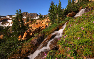 Small waterfall flower side trees - a small waterfall free wallpaper