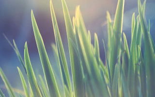 Bamboo plant green leaves forest - a close up of a plant free wallpaper