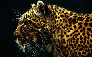 Leopard closeup black background yellow 2 - a close up of a leopards face free wallpaper