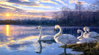 Swans lake sunset ocean waves - a few bird free wallpaper