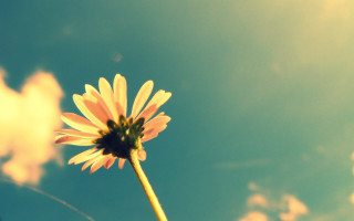 Yellow flower blue sky sunbeam - the background and a sunbeam in the foreground free wallpaper