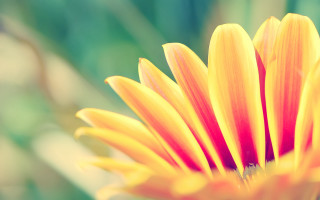Yellow flower sunflower macro blurry 2 - a blurry background of grass free wallpaper for desktop