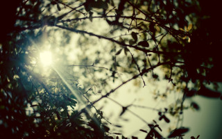 Tree branch sunshine blurry background - branch free wallpaper
