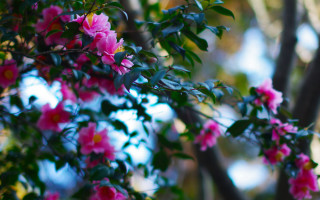 Pink flower bokeh garden forest - naturalism free wallpaper
