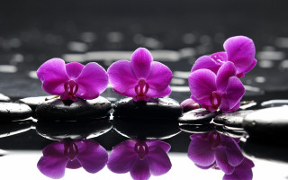 Purple hydrangea rock water still - abstract art free wallpaper
