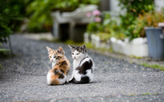 Cats flowers gravel road animal - andor basch free wallpaper