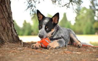 Dog tree toy leash autumn - its neck free wallpaper