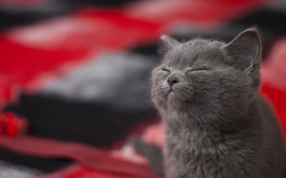 Gray cat sleeping red blanket - chang daichien free wallpaper