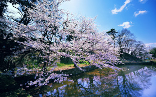 Purple flowers tree water bridge - free spring wallpaper