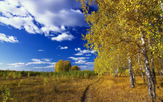 Dirt road trees grass blue 2 - a dirt road free wallpaper